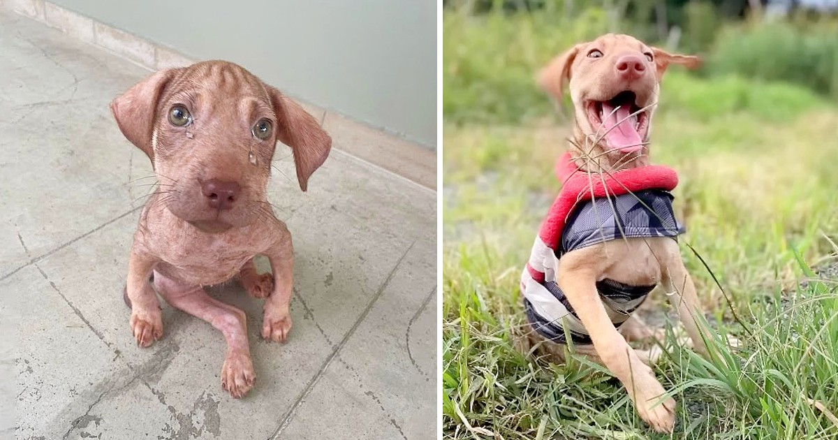 Disabled Puppy In Need, A Sister’s Tearful Plea for Assistance